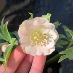 小輪 クリスマスローズ 種 約10粒＋α - メルカリ
