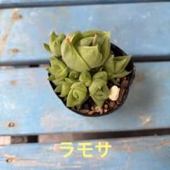 多肉植物　ハオルチア☆ラモサ☆子株沢山抜き苗根付きのサムネイル
