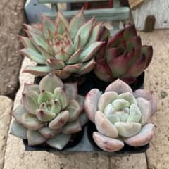 17.多肉植物 エケベリア 韓国苗 名無し 20.多肉植物 エケベリア 韓国苗 名無し 【公式通販】