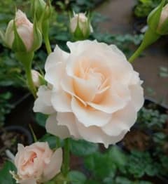 バラ苗(入手困難切り花種) 激レア種 - メルカリ