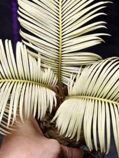 S58 黄金ソテツ 斑入りソテツ 白い蘇鉄 モンステラ 蘇鉄 変異 ソ大球株 S58 黄金ソテツ 斑入りソテツ 白い蘇鉄 モンステラ 蘇鉄 変異 ソ大球株