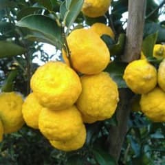 完熟花ゆず☆自然成りのサムネイル