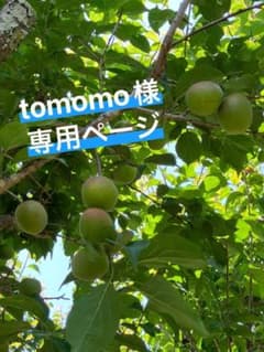 《6kg》黄色がかった梅のサムネイル