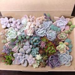 多肉植物カット苗詰め合わせのサムネイル