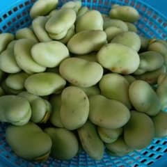 そら豆　むき身　400グラム　農薬不使用のサムネイル