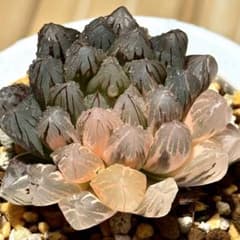 さ*️様 紫王オブツーサ錦　親株　超美株　ハオルチア　観葉植物　80 O*Z様 紫王オブツーサ錦 親株 超美株 ハオルチア 観葉植物 - メルカリ