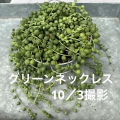 グリーンネックレス 多肉植物 セネシオ たっぷり抜き苗 - メルカリ