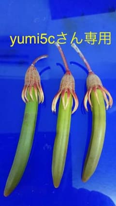 メヒルギとオヒルギのサムネイル