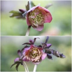 nigella1123「セール」クリスマスローズ カメレオン×カメレオン クリスマスローズ カメレオン カメレオン 吉田園芸 クリスマスローズ