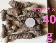 野菜 オカワカメ(雲南百薬 約41g 球根16個 無農薬 むかご 食用 種芋 ⑧