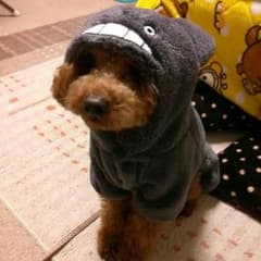 choki@プロフ必読様専用トトロ　犬の服　Sサイズのサムネイル