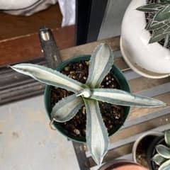 アガベ　華厳のサムネイル