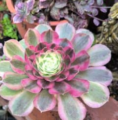 艶兎‪⿻*.出品‼️アエオニウム　抜き苗　メルカリ便 多肉植物♡アエオニウム♪粉玉錦（抜き苗） - メルカリ