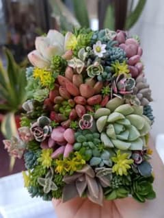 そのまま飾れる多肉植物寄せ植え♡のサムネイル