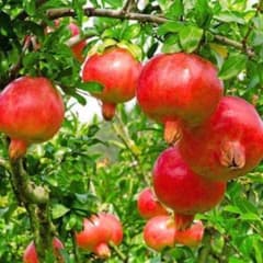 甘ザクロ　柘榴苗木　軟籽甘柘榴苗木のサムネイル