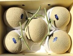 高知産 約10kg 贈答用 温室マスクメロン 5玉 秀品 北海道沖縄発送