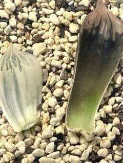 高級品種！ 稀少 ハオルチア ナイルの一滴 白蛇伝 葉挿し セット