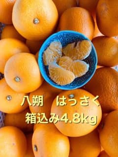 八朔 はっさく 箱込4.8kgのサムネイル