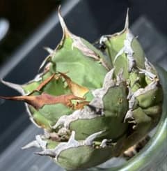 超絶級！アガベチタノタ皇冠（極上株）超S級良形台湾株superクラウン激