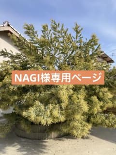 希少！フレッシュ！パールアカシア（おまけもあり）のサムネイル