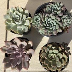 エケベリア 寄せ植え 4鉢セットのサムネイル