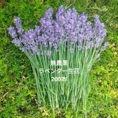 ラベンダー生花200本強のサムネイル
