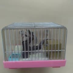たのしい、飼育当番。 シマリス