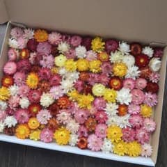 花No.055 ヘリクリサム ドライフラワー ミックス系 訳ありのサムネイル