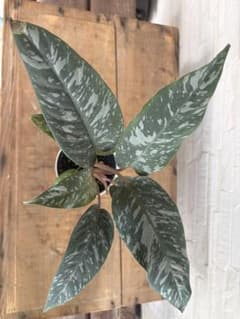 アポバリス アクミナティッシマ 約40cm 観葉植物 希少 現品発送　迷彩柄のサムネイル