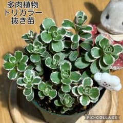 多肉植物 トリカラー 抜き苗 根付き くも - メルカリ