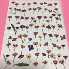 70個プラスα アリッサム  押し花 素材 材料 127のサムネイル
