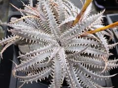 Dyckia Richard Kaz ディッキア - メルカリ