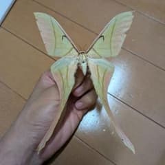 外国産蝶標本 蝶標本 蛾標本 昆虫標本 Actias rhodopneuma - メルカリ