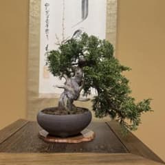 真柏盆栽 小品盆栽 糸魚川真柏 懸崖 舎利 ジン 真柏盆栽 小品盆栽 糸魚川真柏 懸崖 舎利 ジン - メルカリ