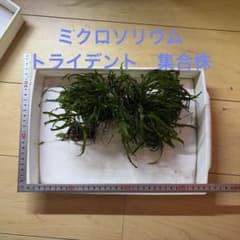 ミクロソリウム　トライデント　集合株のサムネイル