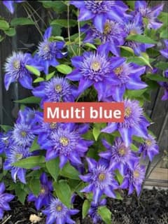 クレマチス苗木 【Multi blue】 ポットごとゆうパケットポスト発送