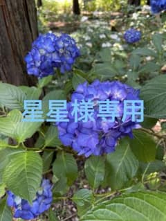 専用のサムネイル