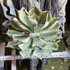 758 アガベ チタノタ「吉祥冠錦」優良血統 超極上棘 写真株出品 - メルカリ