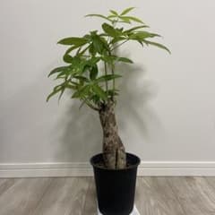 観葉植物 幹太 パキラ 鉢ごと発送 - メルカリ