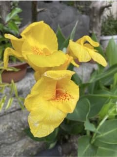 カンナ 苗 黄色花 観葉植物 ガーデニング2株のサムネイル