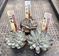 ミックスベリア 青鬼 赤鬼 桜鬼 おらいさん苗 抜き苗セット 多肉植物