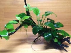 水草 レイアウト アヌビアスナナのサムネイル