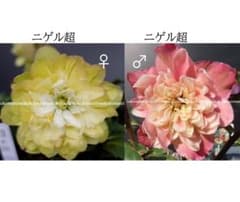 1200円可★種5粒128クリスマスローズ種子超多弁ニゲル♀128 ♂8052超 種6粒クリスマスローズ種子♀128 超多弁ニゲル♂8052超多弁ニゲル段々
