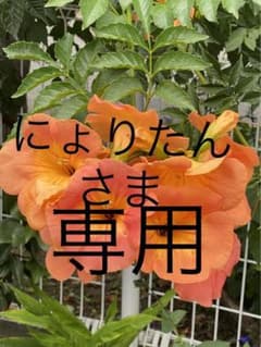 クリアファイルのサムネイル