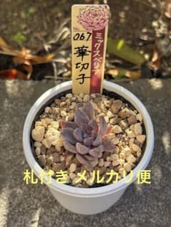 特価 おらいさん苗 ミックスベリア 華切子 札付き 多肉植物 - メルカリ