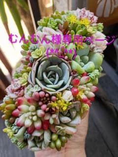 そのまま飾れる多肉植物寄せ植え♡むんむん様専用ページのサムネイル