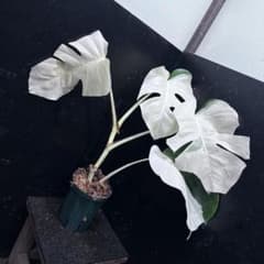 マ*ン様 斑入りモンステラ極上ホワイトタイガーフルムーン4号鉢植え発根済み n*l様 斑入りモンステラ極上ホワイトタイガーフルムーン4号鉢植え発根