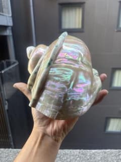 夜光貝　磨き上げ済み　超特大　20x17cm 位　置物　アクセサリー　希少サイズ 夜光貝 磨き上げ済み 超特大 20x17cm 位 置物 アクセサリー 希少サイズ