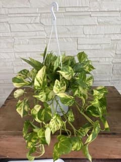 ポトス　5号　ボリューム株　斑入り　ハンギング　吊り鉢のサムネイル