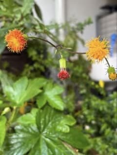 無農薬　ハンダマ　金時草のサムネイル